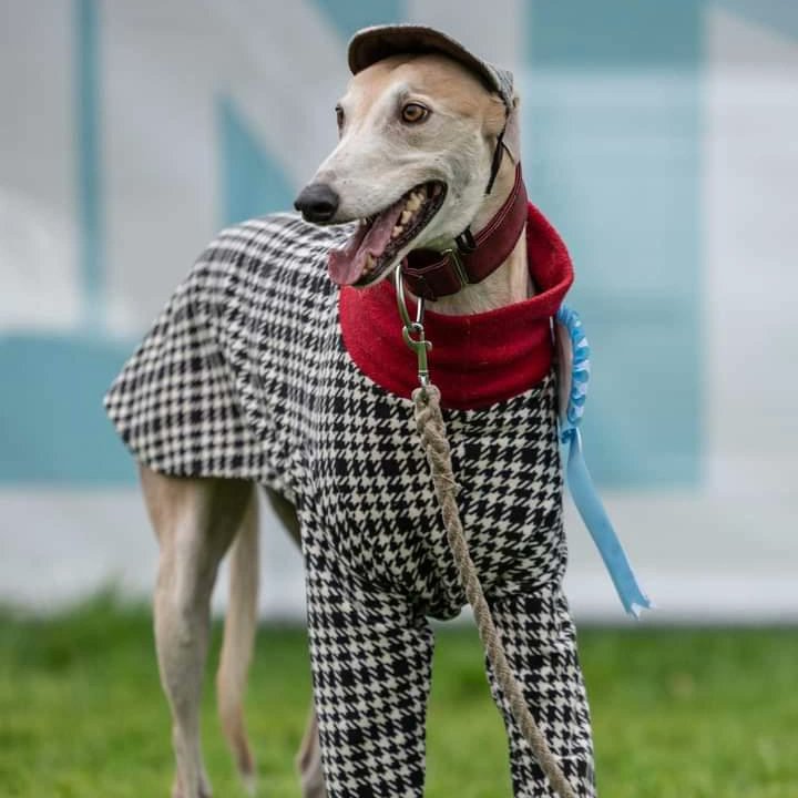 GreyhoundRobert's tweet photo. #NewProfilePic ! Taken by the talented @CaninesOfCork at #Pupsinthepark cork a few weeks back where Robert won first place for Best Dressed during the Saturday event! ❤️ #Greyhound #Greyhounds #Greyhoundsmakegreatpets #petsnotbets #rescuedog #rescuednotretired #twitterhounds https://t.co/fHlmoFausy