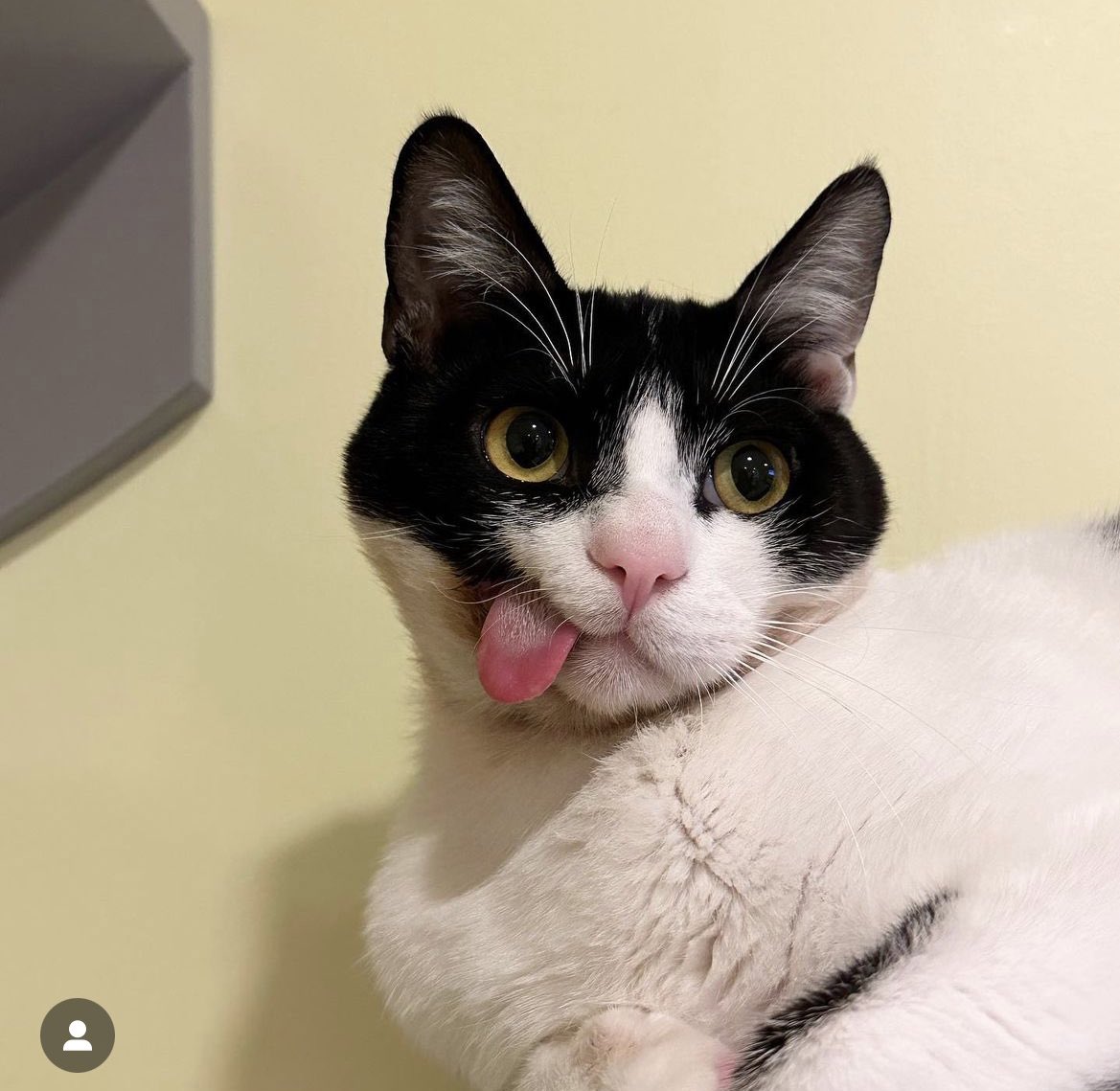 WASHINGTON DC! Harvey and Sully are a very special duo! citydogsrescuedc.org/adoptable-cats…