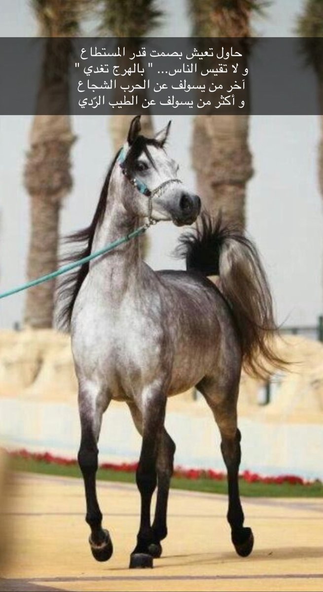 نواف tweet media