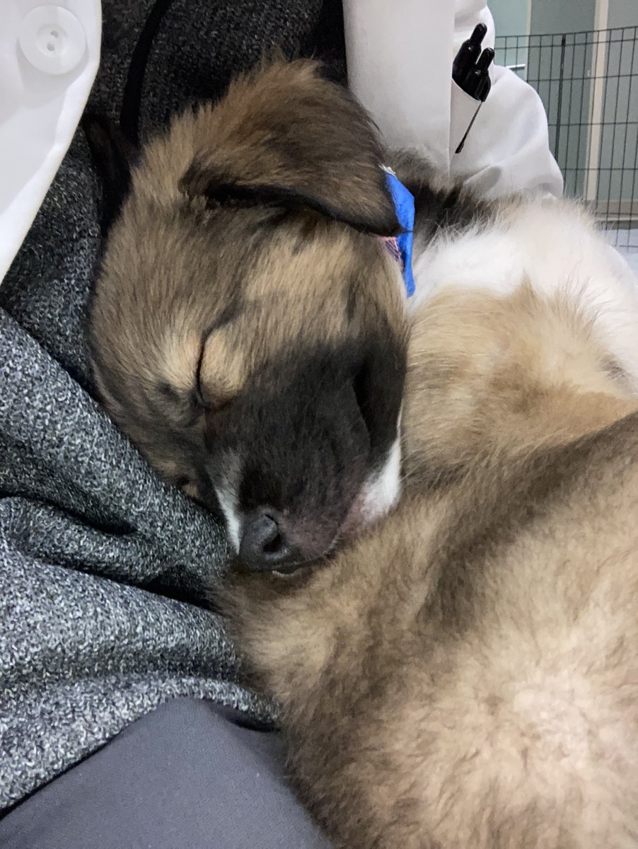 Nothing brightens your day more quite like puppies on campus! Happy almost Friday everyone! 🐶

@CUAnschutz @uchealth @CUDeptMedicine