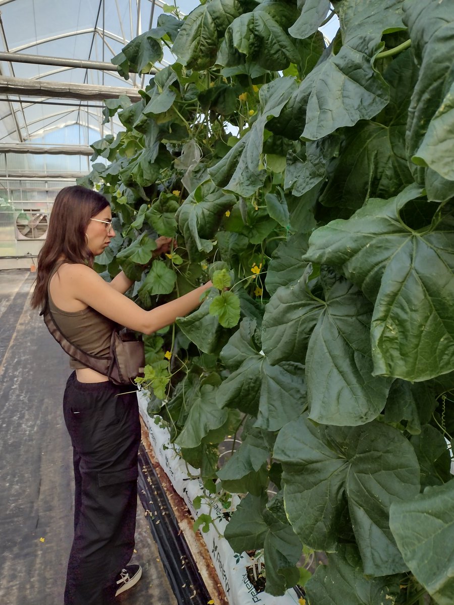 MartaCrag's tweet photo. We will study the effect of pyramiding genes with Leandro, the postharvest quality with Carmen, the respiration and ethylene production with Sergio and gene editing of ripening genes with Montserrat https://t.co/vk0l2vNAiV