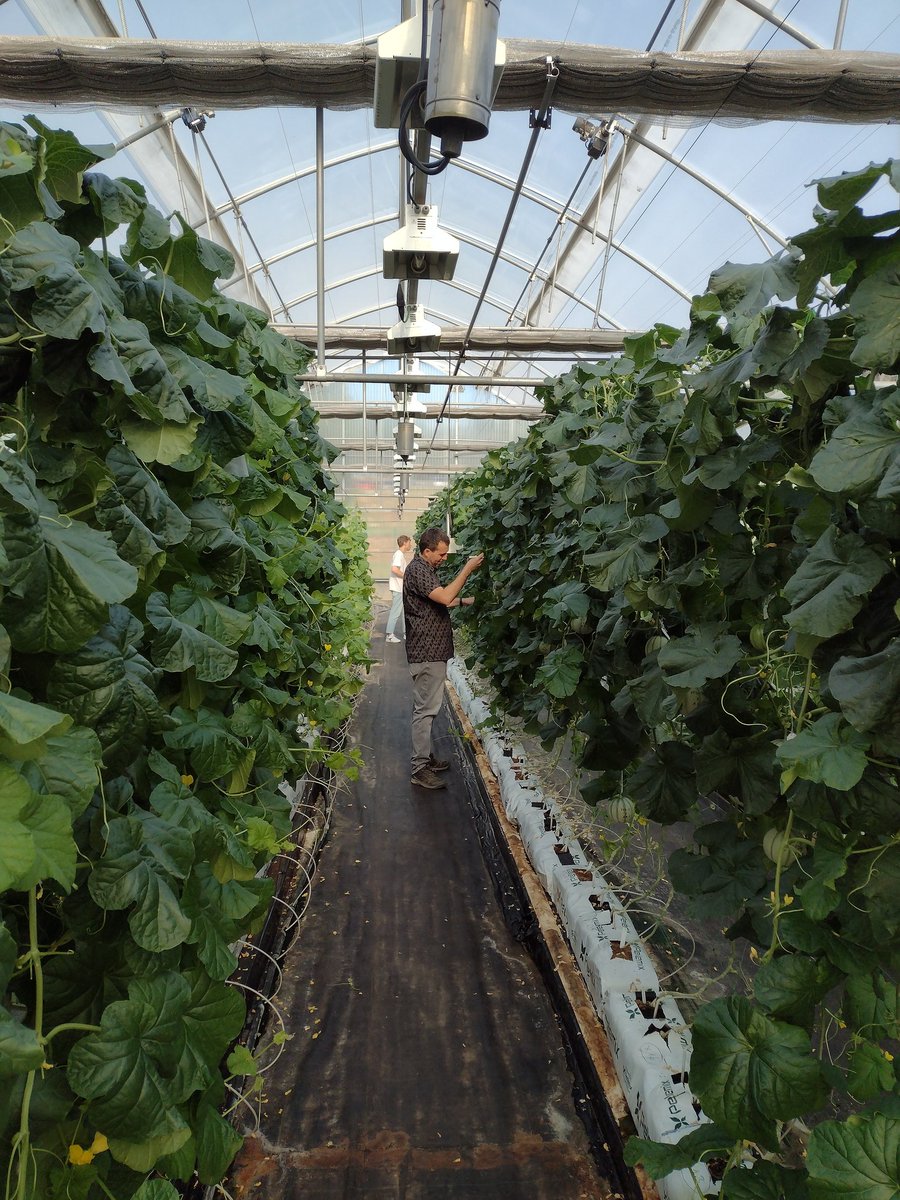 MartaCrag's tweet photo. We will study the effect of pyramiding genes with Leandro, the postharvest quality with Carmen, the respiration and ethylene production with Sergio and gene editing of ripening genes with Montserrat https://t.co/vk0l2vNAiV