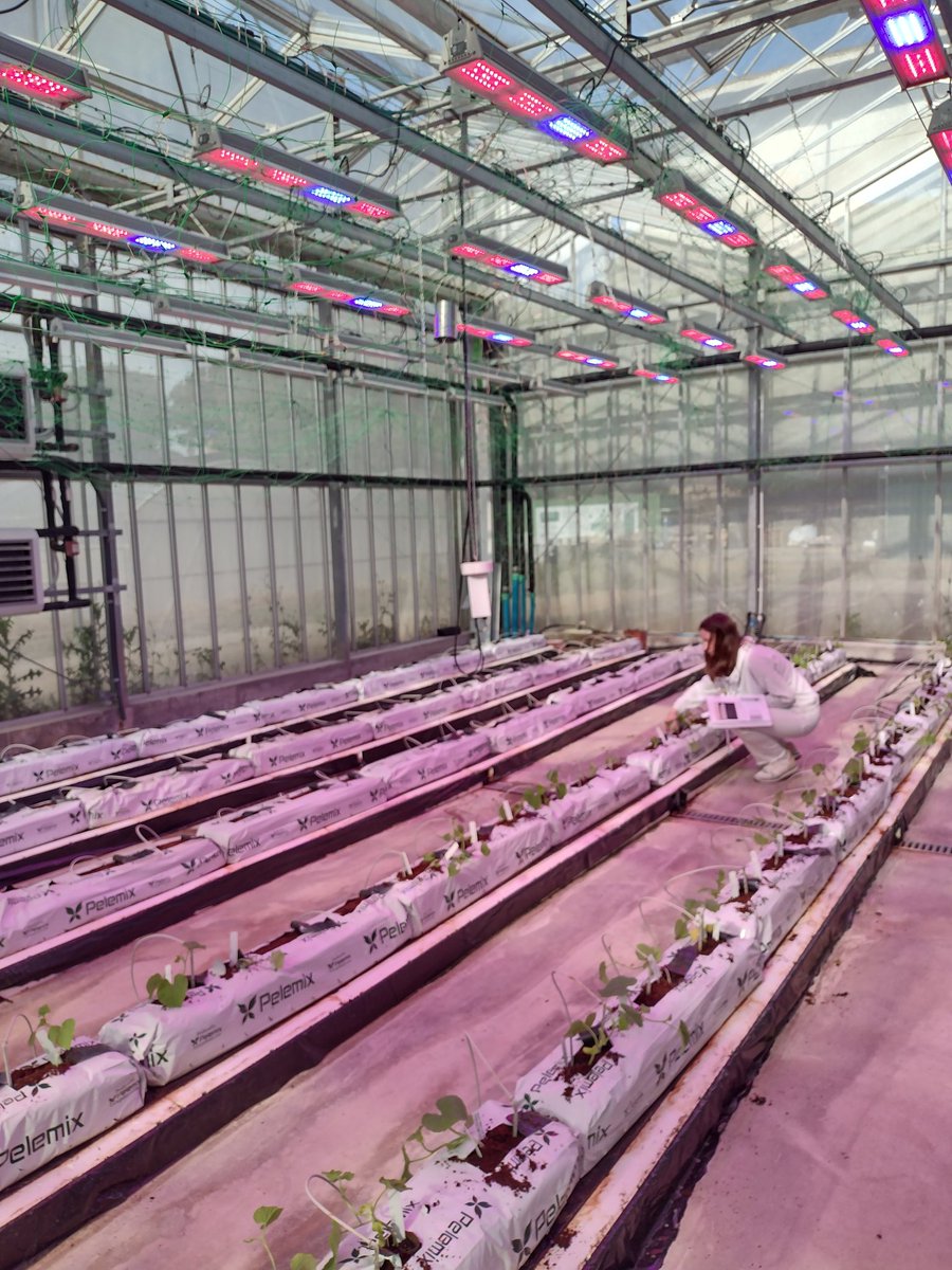 MartaCrag's tweet photo. We will study the effect of pyramiding genes with Leandro, the postharvest quality with Carmen, the respiration and ethylene production with Sergio and gene editing of ripening genes with Montserrat https://t.co/vk0l2vNAiV