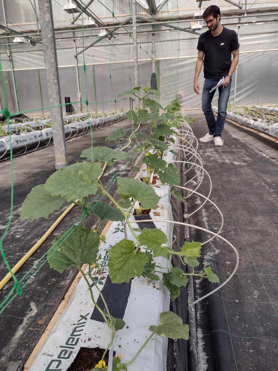 MartaCrag's tweet photo. We will study the effect of pyramiding genes with Leandro, the postharvest quality with Carmen, the respiration and ethylene production with Sergio and gene editing of ripening genes with Montserrat https://t.co/vk0l2vNAiV