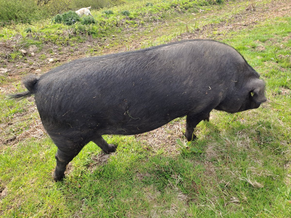 Lush temperate rainforest restoration project (and gorgeous piggie Gloria) at Cabilla Cornwall.