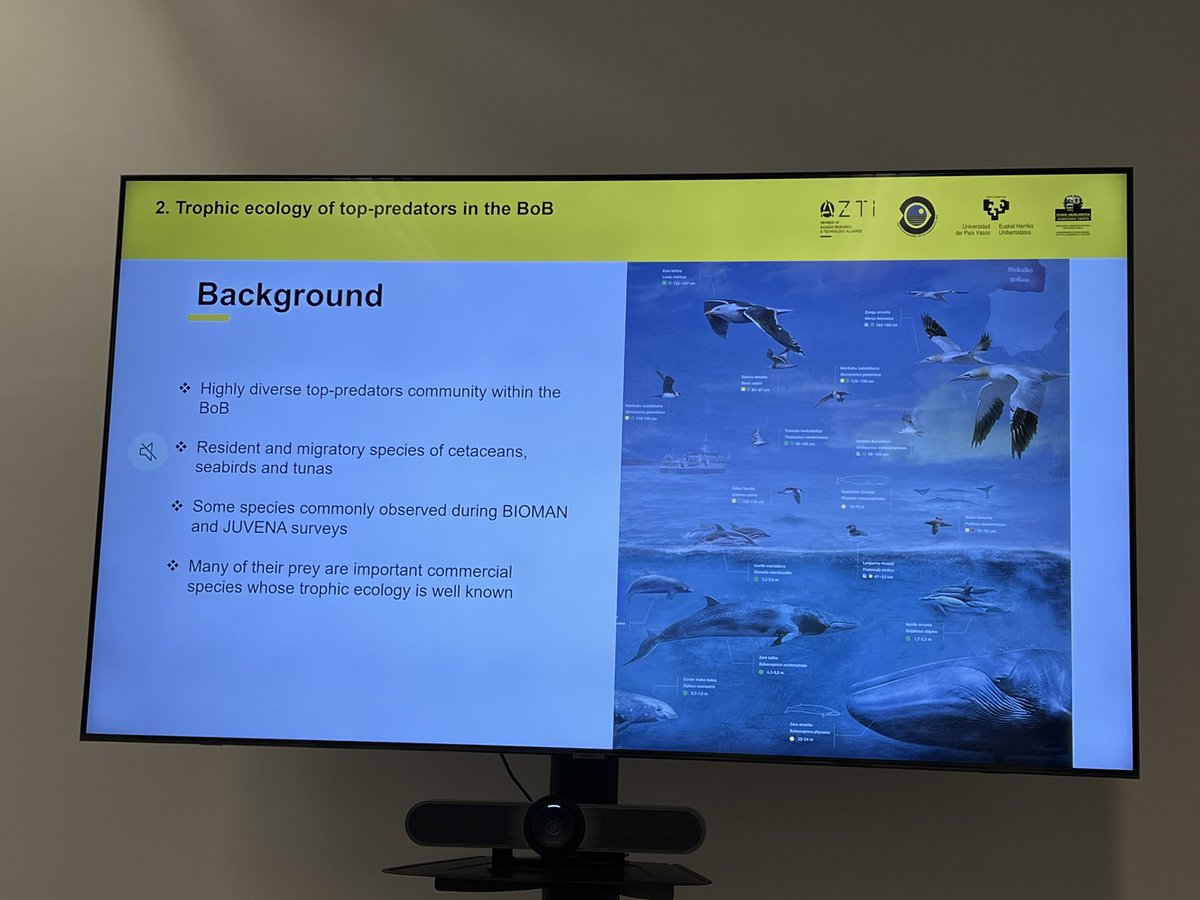 Joan_Gimenez's tweet photo. Beñat Iglesias @benycas92 from @azti_brta is visiting the #iMares group at @ICMCSIC to analyse the #stableisotope data for the 2nd chapter of his PhD #marinemammals #tuna #seabirds #mixingmodels https://t.co/A8xfAl350c