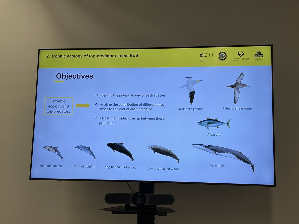 Joan_Gimenez's tweet photo. Beñat Iglesias @benycas92 from @azti_brta is visiting the #iMares group at @ICMCSIC to analyse the #stableisotope data for the 2nd chapter of his PhD #marinemammals #tuna #seabirds #mixingmodels https://t.co/A8xfAl350c