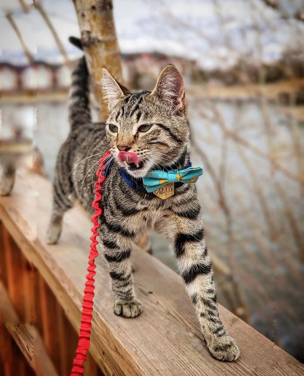 NorthernWhisker's tweet photo. Hamish’s fashion game is 'un-fur-gettable' with our adorable handmade fine-apple (pineapple) bow-tie. It's the purr-fect accessory for a tropical twist and a 'pawsitively' delightful way to make your feed extra sweet! 🍍😸

#Catoftwitter #cutecat #adventurecat https://t.co/UQIWIW9LzI