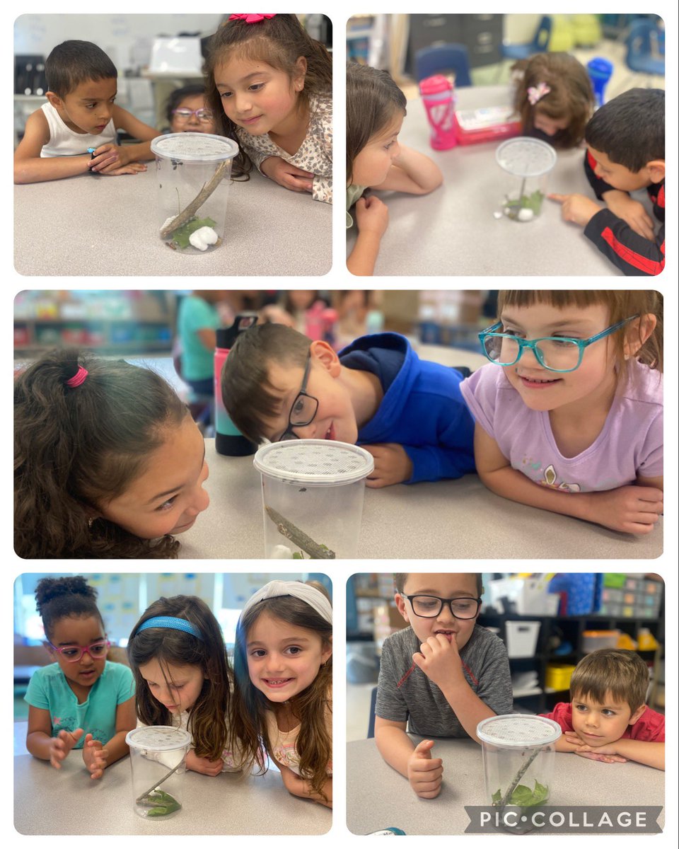 Room7friends's tweet photo. Did you know ladybugs do not have teeth?? They can also fly up to 35 mph! 🐞
@bulldogslv @BlessingMahopac @jackieazadian https://t.co/PO84eBuRvw