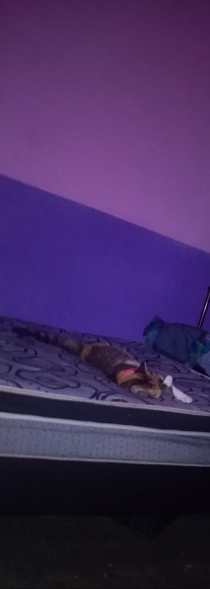 Dulce1624's tweet photo. Hola @JuanSGuarnizo necesito tú ayuda o ayuda de los broers mi gatito se acaba de lastimar su patita y no cuento con nada de dinero, prometo regresarlo en cuanto tenga disponible, estoy intentando vender cosas pero aún nada...No ocupo mucho, sólo un poco para que vean que no--> https://t.co/dw2JZrMwBh