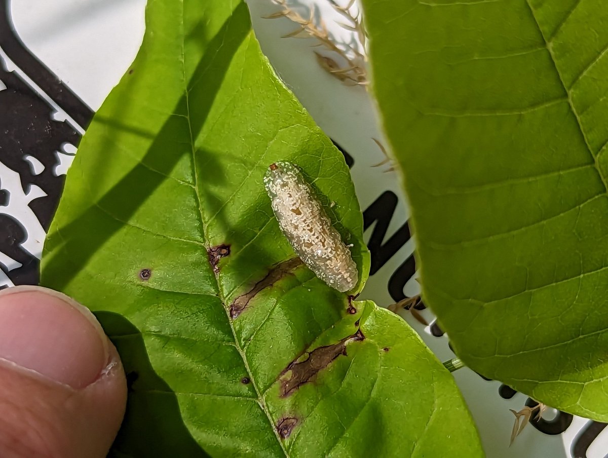 kressuk's tweet photo. I should be probably be posting photos of our ash cutting work, but why do that when we have a mystery blob and a bark beetle. https://t.co/LjrLrrvbqd