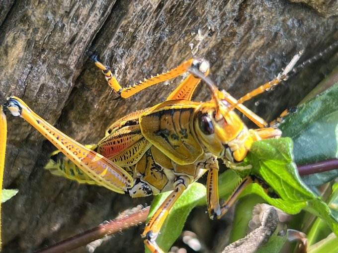 🦗 https://t.co/23hnaiiviI<a href="/tag/freudianslip"class="tags"><span>#freudianslip</span></a><a href="/tag/lifesausagedeath"class="tags"><span>#lifesausagedeath</span></a>