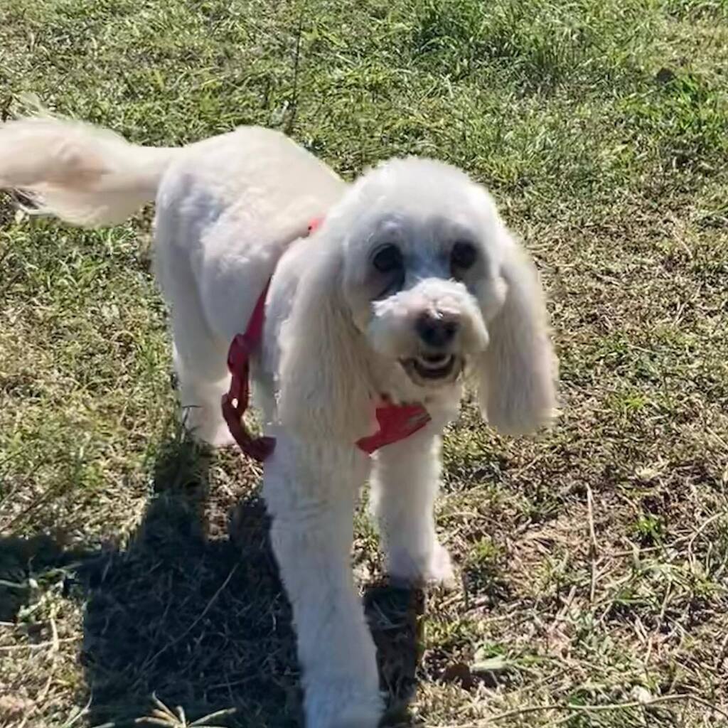 kassiespets's tweet photo. 💛🐾 https://t.co/ym0FMpWU5I