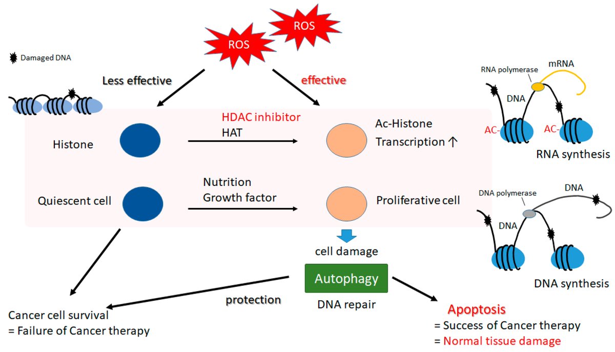 📢Recommend the highly cited paper 'Comprehension of the Relationship between #Autophagy and #ReactiveOxygenSpecies for  Superior #Cancer Therapy with Histone Deacetylase Inhibitors' by Dr. Satoru Matsuda et al.
mdpi.com/2673-9801/1/1/4