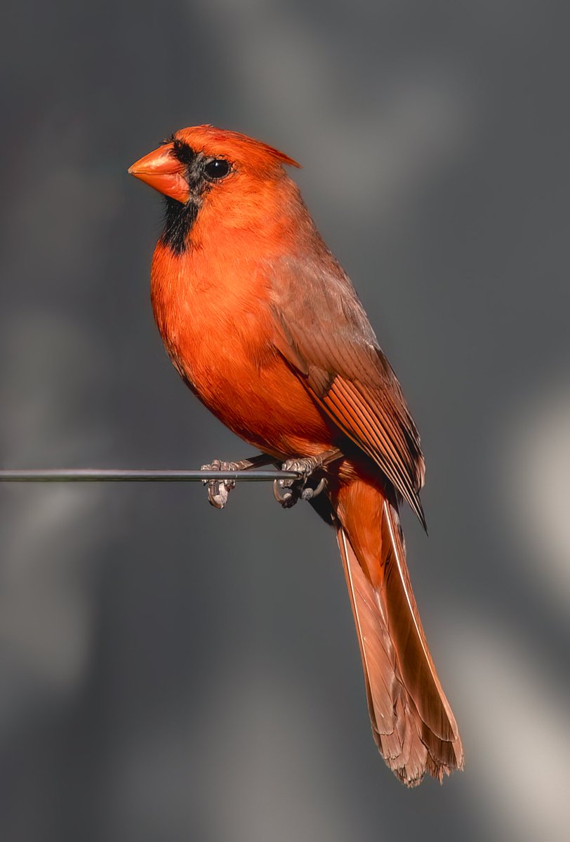 “Can you see me ??” Taken in early evening during sunset, there was no way that this Northern Cardinal could hide easily. He was so vibrant and beautiful - I could not resist ! #birdwatching #birdphotography #naturephotography