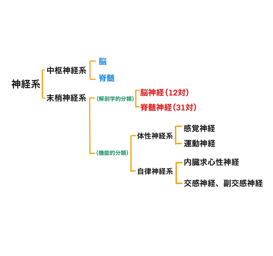 中枢神経系と末梢神経系の違いは何ですか? – 中枢神経系とは わかりやすく – AKDHC