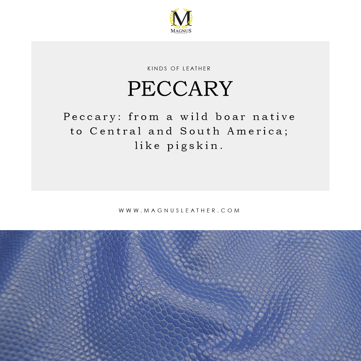 MagnusLeather's tweet photo. Peccary: from a wild boar native to Central and South America; like pigskin.
#MagnusLeather #Leather #LeatherCompany #LeatherGlossary #GeneralTerms #KindsOfLeather https://t.co/f7vw9XKQsQ