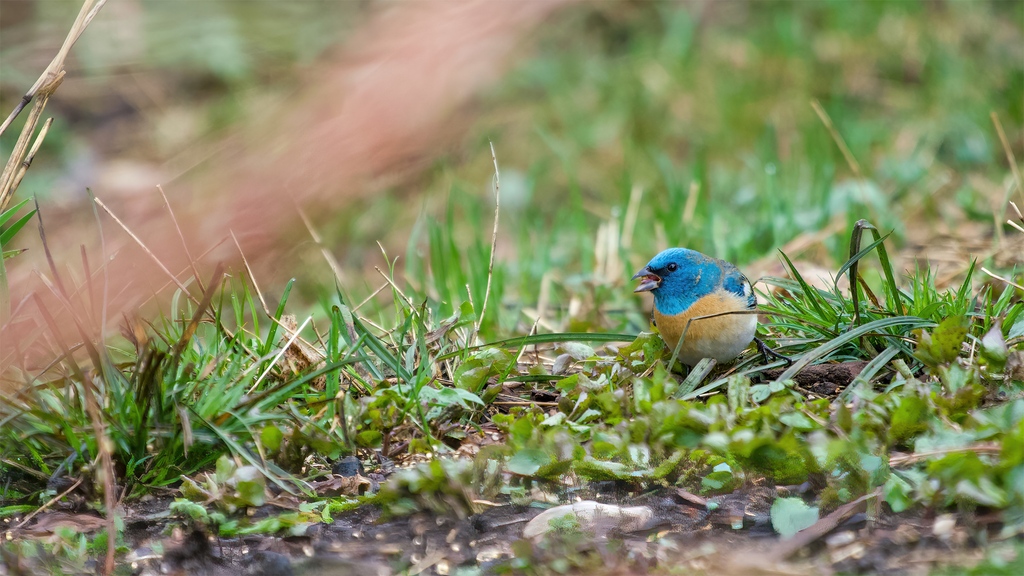 This image of a Lazuli Bunting was taken through a Bird Safe window! You can protect birds from windows without compromising your views! Learn how to protect windows: flock.hopp.to/bird-safe-wind…

#birdsafe #birdfacts #conservation #protectbirds