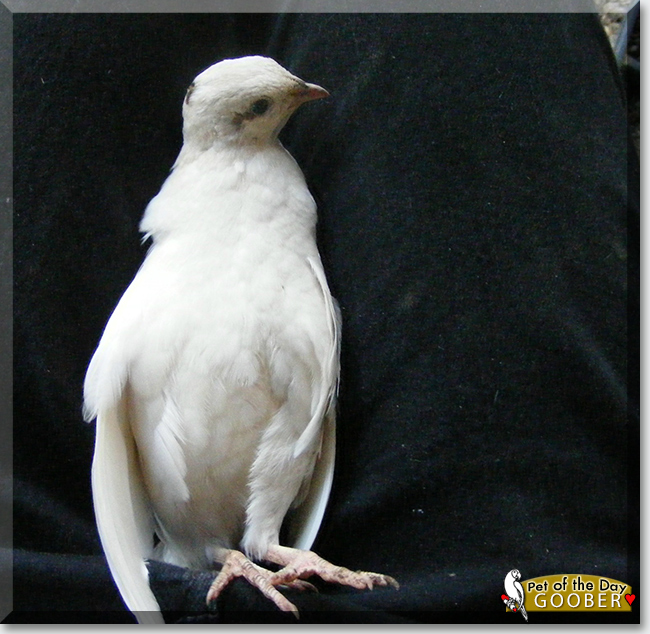 Friday's Pet of the Day is #cute Goober, a #Pharaoh #Coturnix #Quail #love - read his story at petoftheday.com/archive/2023/M… #petoftheday #pets #petsofinstagram #pet #PetsOfTwitter #bird