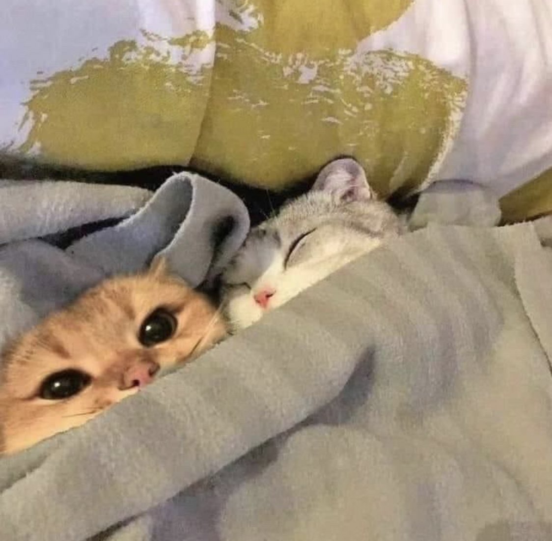 Why you should have a cat (@shouldhavecat) on Twitter photo 