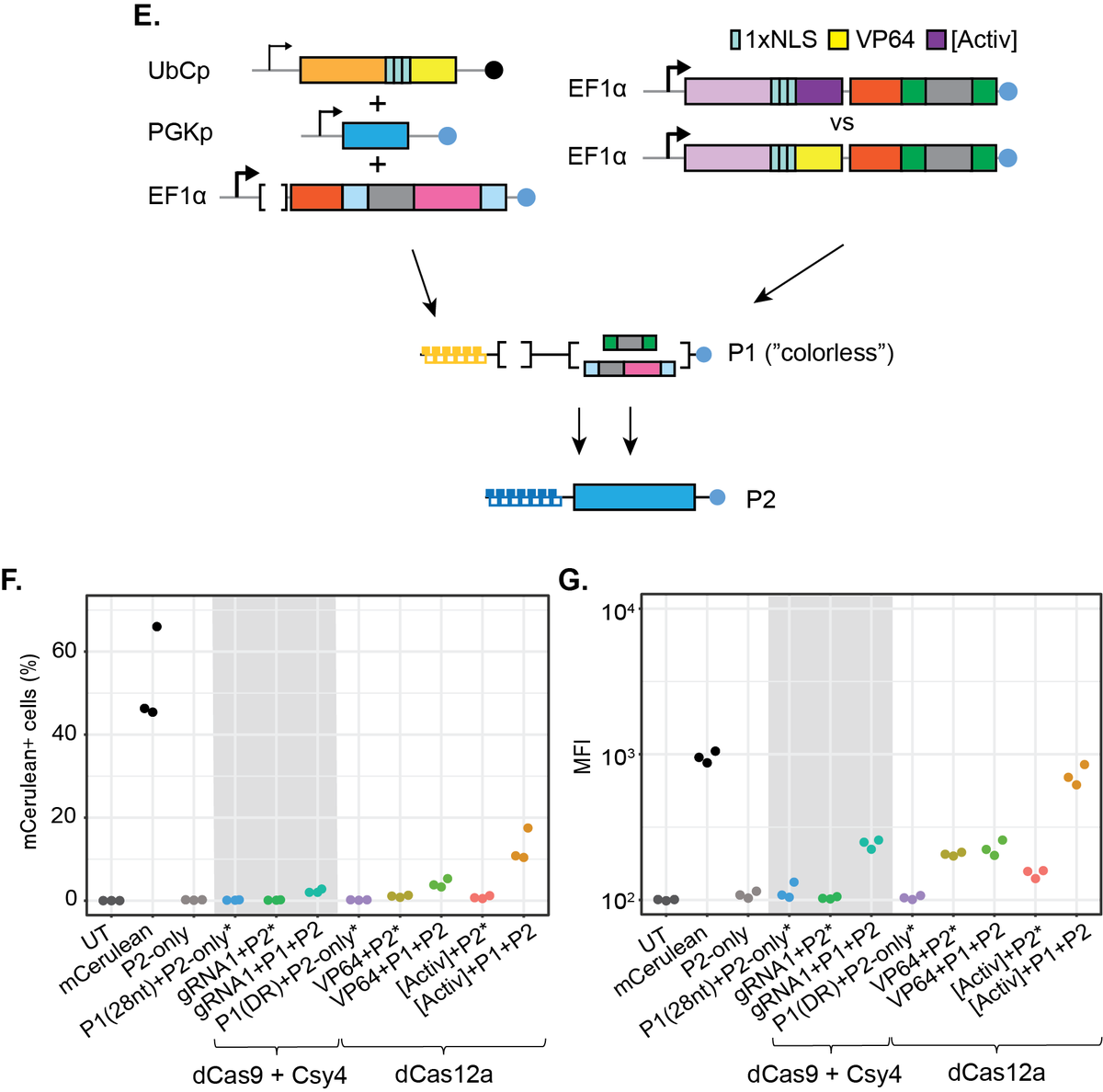 cusanovich's tweet photo. Importantly, the more complex the cascade (e.g. 3 levels instead of 2) the more pronounced the increased activity. There are many directions for future work, but we hope this system can help future synthetic biology efforts and validation experiments of single-cell results. (6/7) https://t.co/diyVzmpcsN