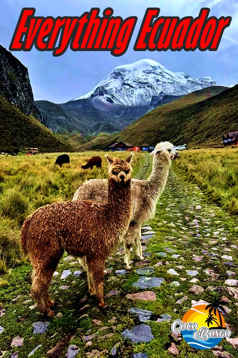everythingecua's tweet photo. Explore #Ecuador's diverse wonders! From #GalapagosIslands to Andean hikes, discover hidden gems, local cuisine, vibrant festivals, and more. #EverythingEcuador #ExploreEcuador #EcuadorTravel #GalapagosAdventures #AndeanBeauty #wanderlust
https://t.co/5wa8tTVk7N https://t.co/TACYUVlXGo