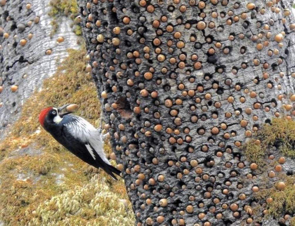 A woodpecker's acorn stash in a Granary Tree.

thirstyspittoon.blogspot.com/2023/02/pictur…

#thethirstyspittoon #art #photography #pictures #coolstuff