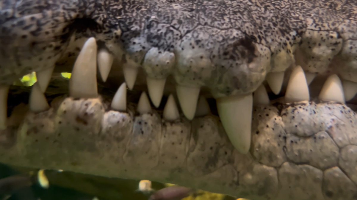 Bronx Zoo on Twitter "This remarkable smile belongs to our female Nile