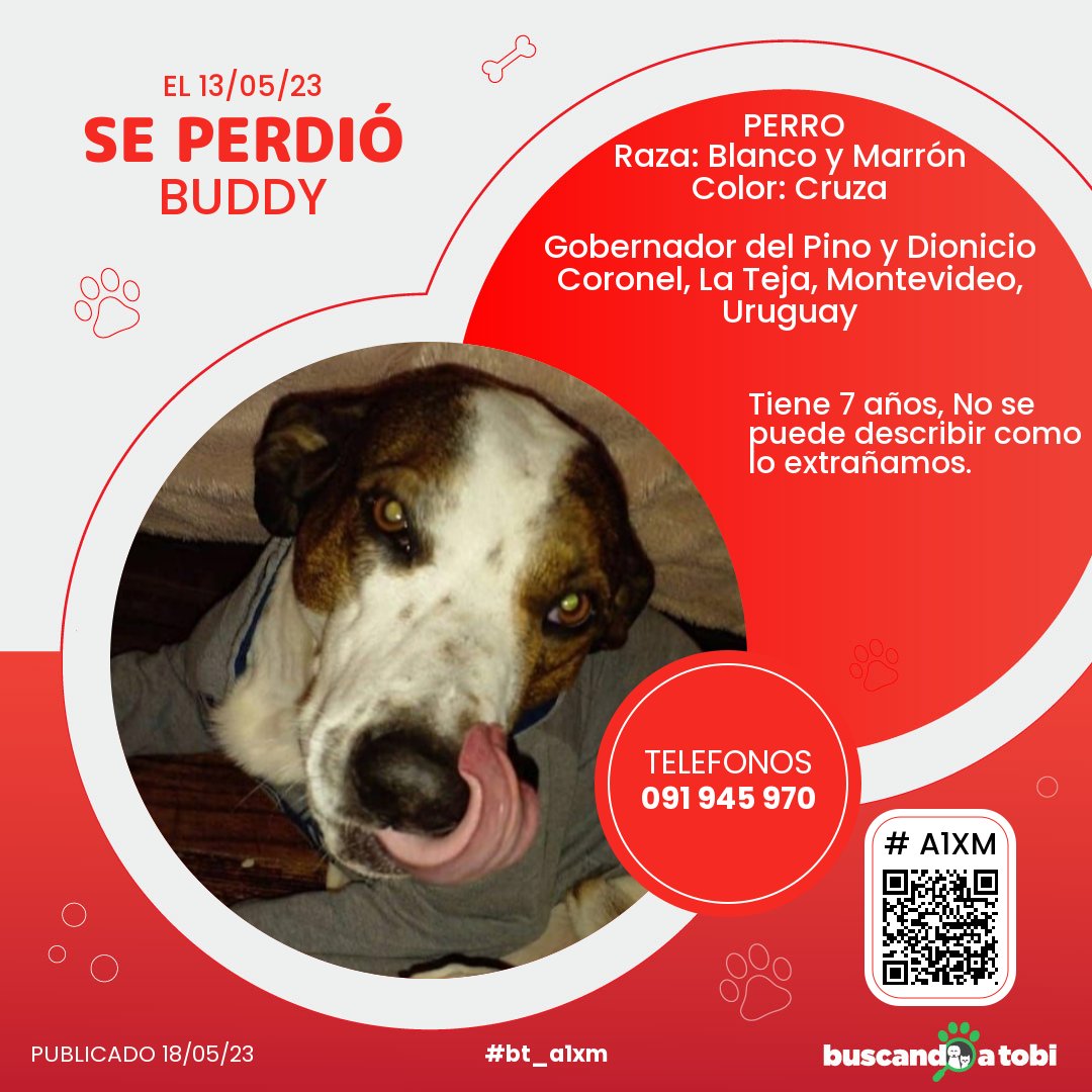 buscandoatobi.com tweet media