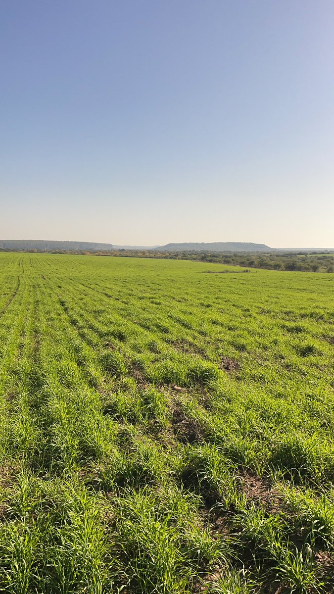 Felipe Andriolo tweet media