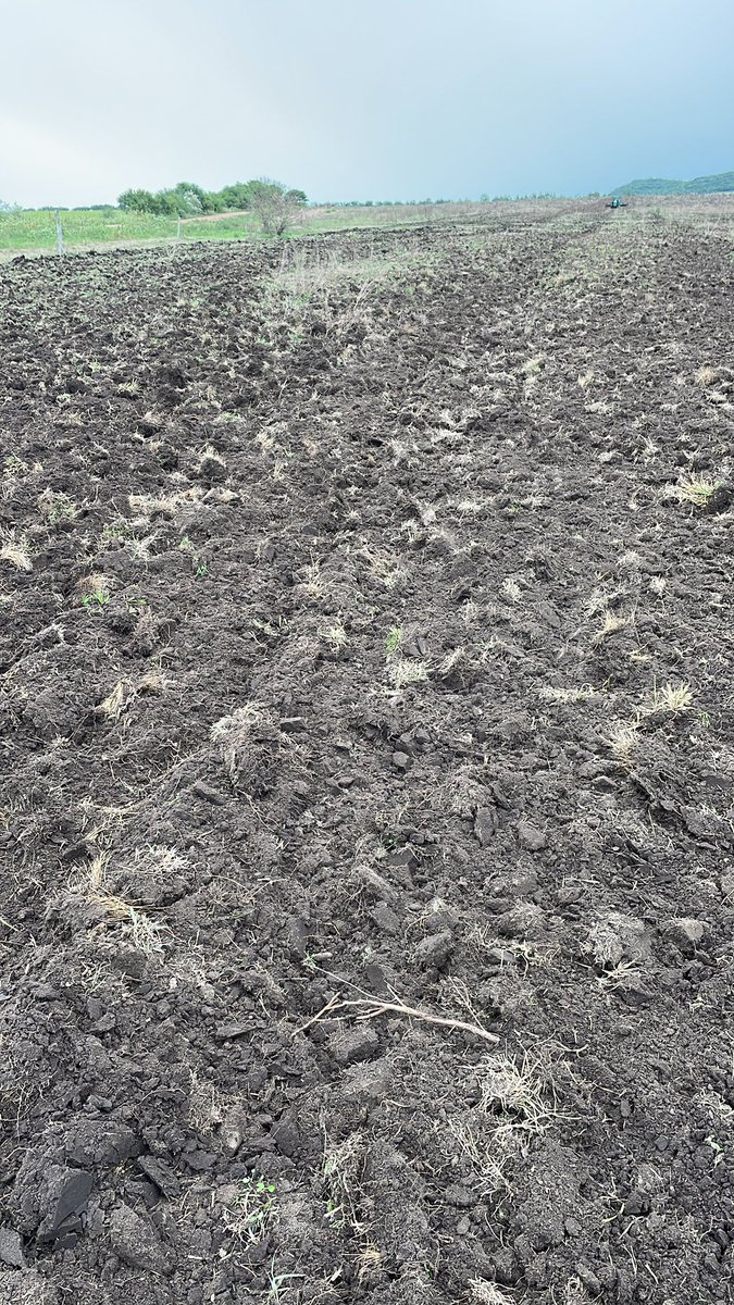 Felipe Andriolo tweet media