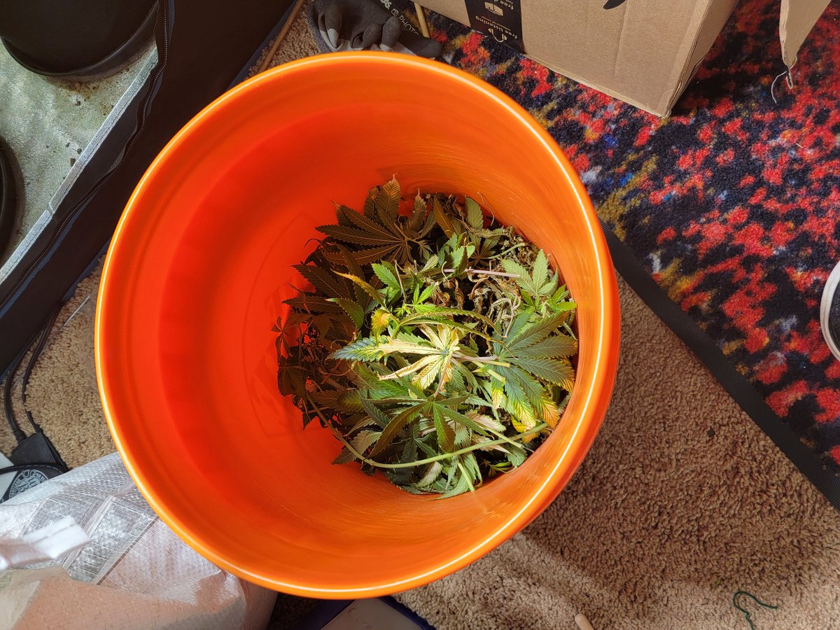 Yoda Soda day 27 🌻
💡#spiderfarmerG3000 
Stripped everything below the trellis &amp; removed the bigger 🍃 in the middle 

The color has come back to some of the 🍃 making it look like a page in a coloring 📖  someone forgot to finish <a href="/SfVilina/">SF-Vilina</a> <a href="/spiderfarmerled/">Spider Farmer LED</a> #spiderfarmer #G3000