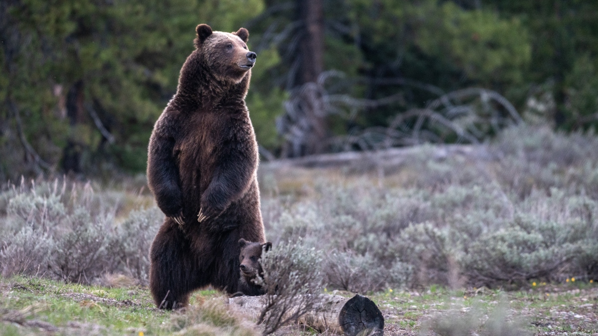 JonDB7's tweet photo. “For grizzly bear 399 to have lived to 27 and given birth is exceptional."

Full update from Grand Teton and park officials:
https://t.co/z5GLnIqCPf

Photo courtesy of NPS, C. Adams https://t.co/FMLGBmlmIo