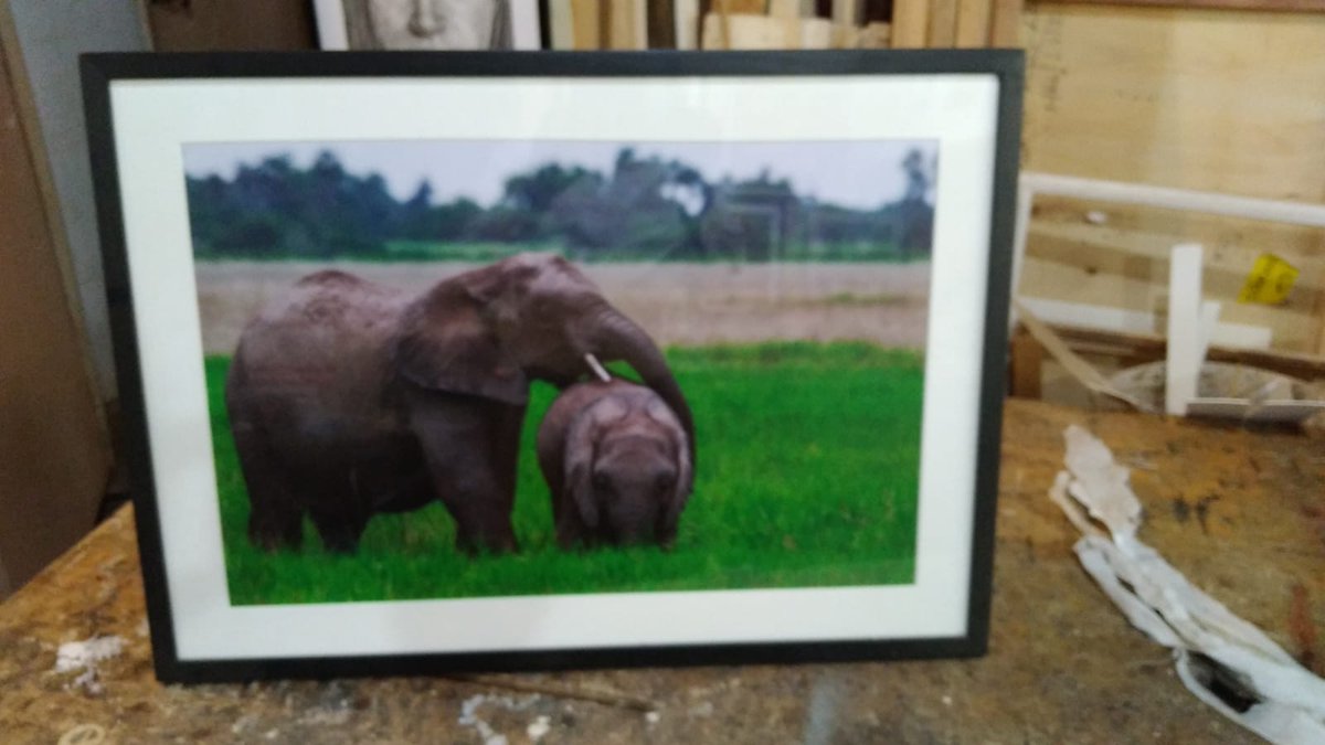 paulobuna's tweet photo. My images would look good on your wall right? Frames by the very talented Alfred Wanjala (Karen)
#iTravel #iShoot #iEdit #iPrint #iSell #wildlifephotography #RoundiMwitu https://t.co/OYivuk9Lq4