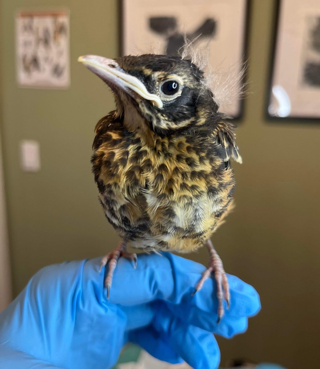 Behold a perfect emissary from the fledgling American robins. You’ll be seeing a lot of these speckled kids hopping around soon. Unless they appear sick or injured, you can bid them g’day and let them pass on by. Their parents will be nearby and feeding them. 

📷: Phyllis Tseng