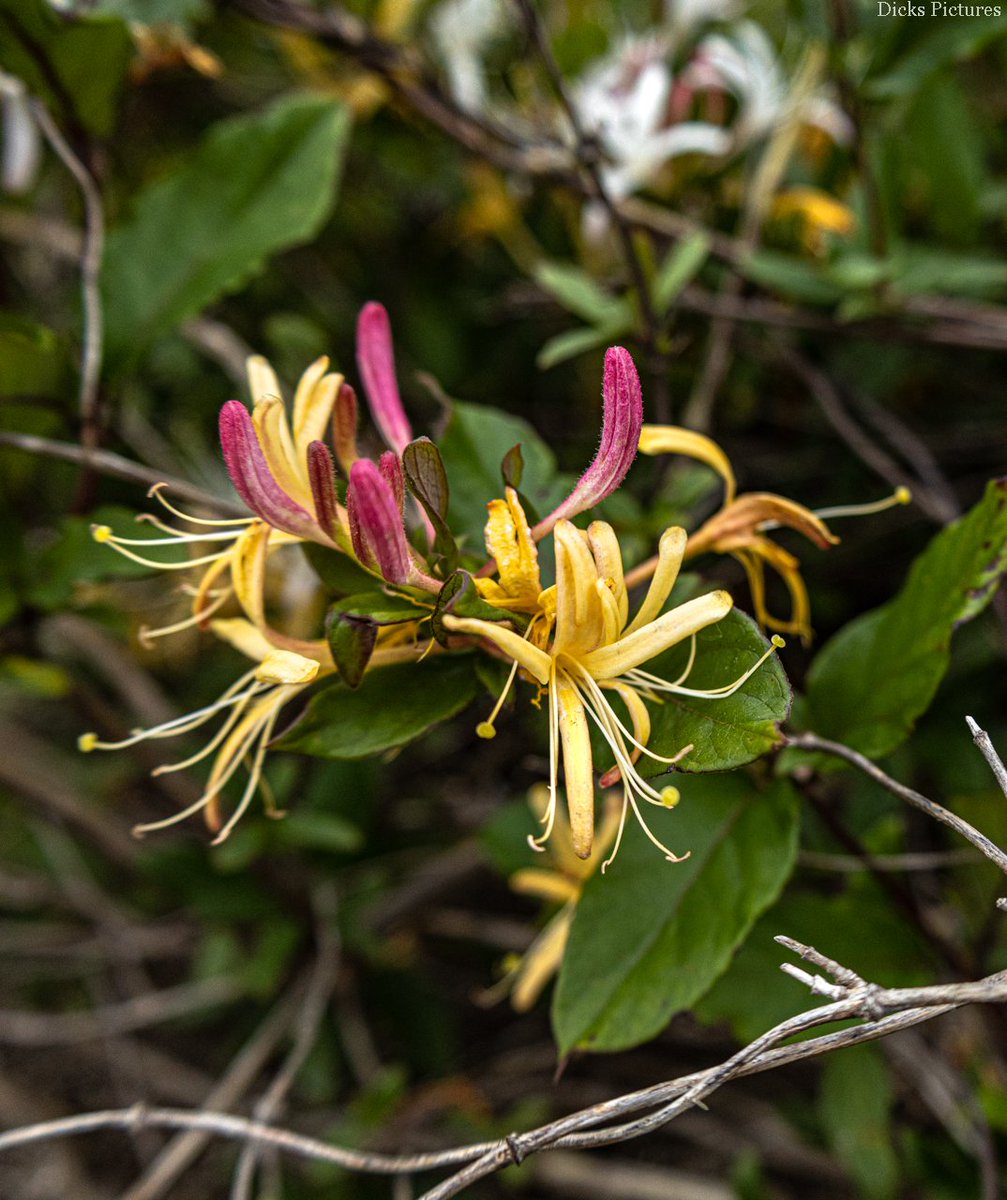 Japanese Honeysuckle
DM for bookings and rates
I barter for my photography services as well
#dickspictures  #oklahomaphotographer #photographer #photographerforhire #photography #freelancephotographer #printsforsale #artwork #artforsale #artfortrade #canon #eosr #okcphotographer