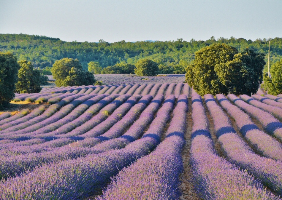 Cuándo y cómo ver campos de lavanda en floración en Brihuega (Guadalajara) #nature #travel #viaje #turismo #photography