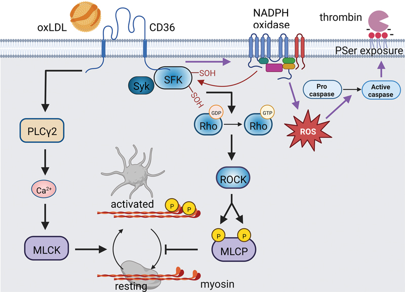 SemThrombHemost's tweet photo. "The Role of CD36/GPIV in Platelet Biology" now online @SemThrombHemost #platelets #lipids #oxLDL #CD36 https://t.co/iHH1LrNHys https://t.co/fdh3BuQ8Y5