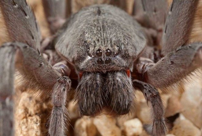 amorqcom's tweet photo. Researchers Discover New Species of Giant Spider. https://t.co/aRoErwu8Ds
