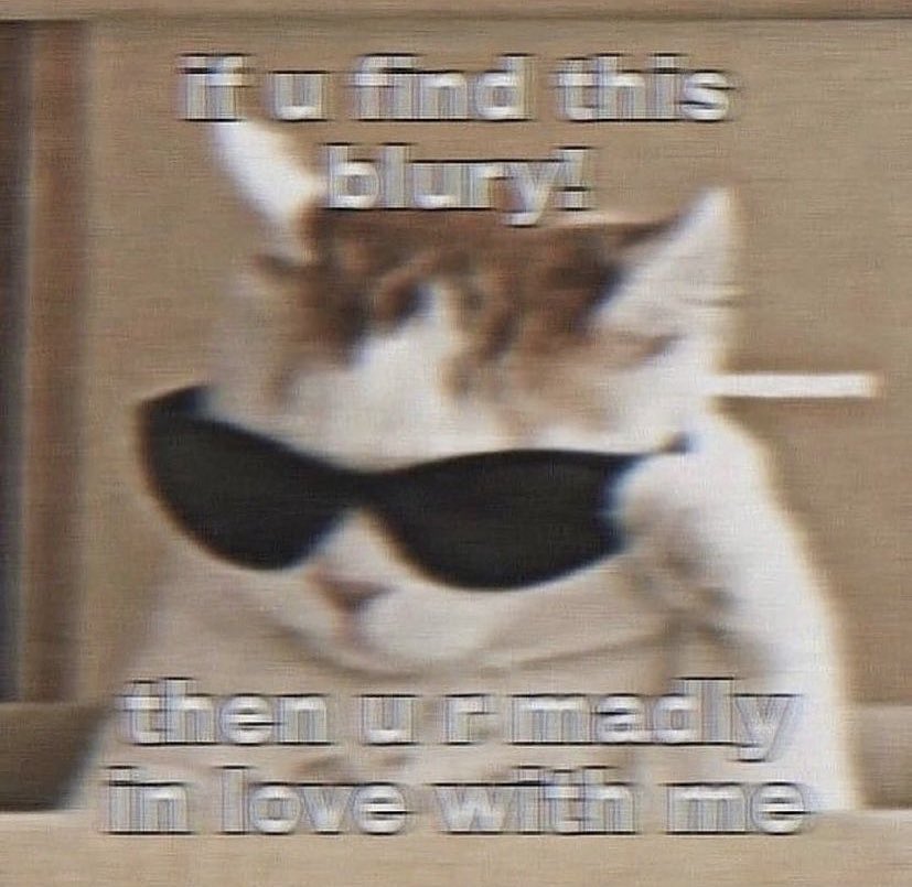 chaotic cats tweet media
