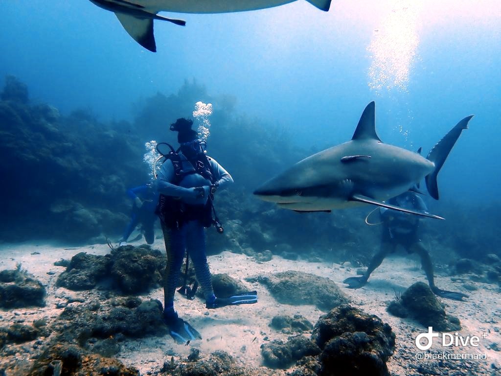 TheLegacyofLAW's tweet photo. A reminder that #BlackMermaids do exist.
#legacyoflaw
#theblackmermaid #blackmermaids
#blackgirlsswim
#blackgirlsswimtoo
#blackgirlsscuba
#blackgirlsscubadive
#eachoneteachone 
#melaninmermaids
#diversityinswimming 
#padi #paditv #padimermaid 
#ssi #divelife #divelove https://t.co/TqAVliGQFu