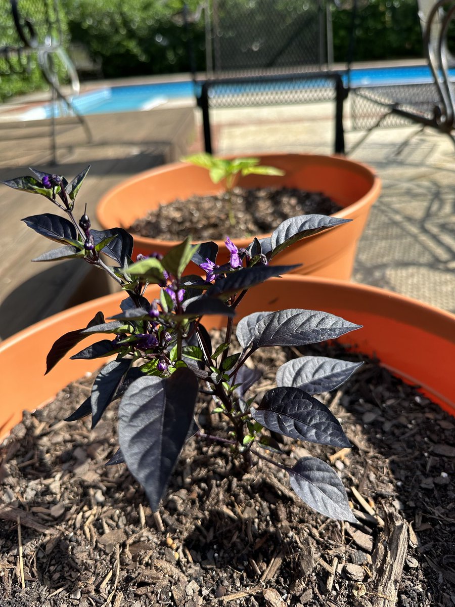 ThePepperPimp's tweet photo. Peppers coming on up!! https://t.co/KfYjQ6AdkP