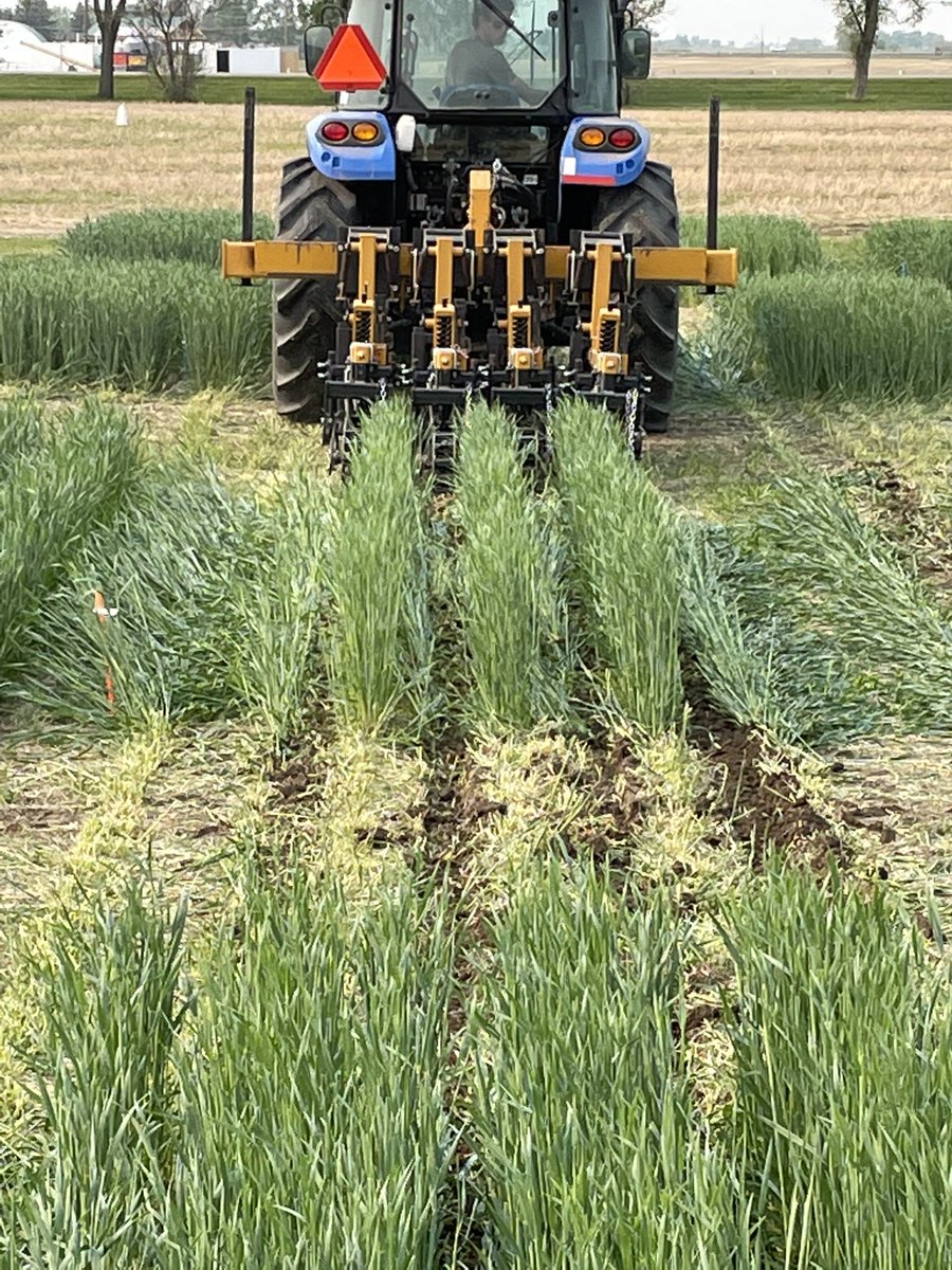 gdhillon34's tweet photo. Strip tilling cover crops to prepare seed rows and retain inter-row living mulch. Project seeks to reduce erosion in irrigated farmlands and funded by @RBC Tech for Nature and @WestonFamilyFdn https://t.co/ZiWUAtMGEo