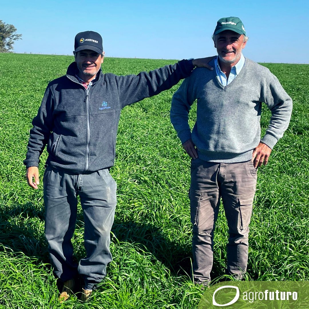 AgrofuturoSA's tweet photo. Raigrás Verdure. Sembrado el 25 de marzo; así esta hoy! 💪 🏎️ 🏁
📍La Cueva-La Paloma, Durazno.
#RaigrasesFormula1 #raigras #ganaderia #pastoreo #lecheria #verdeo #forraje #raygrass https://t.co/flSQF1D8zQ