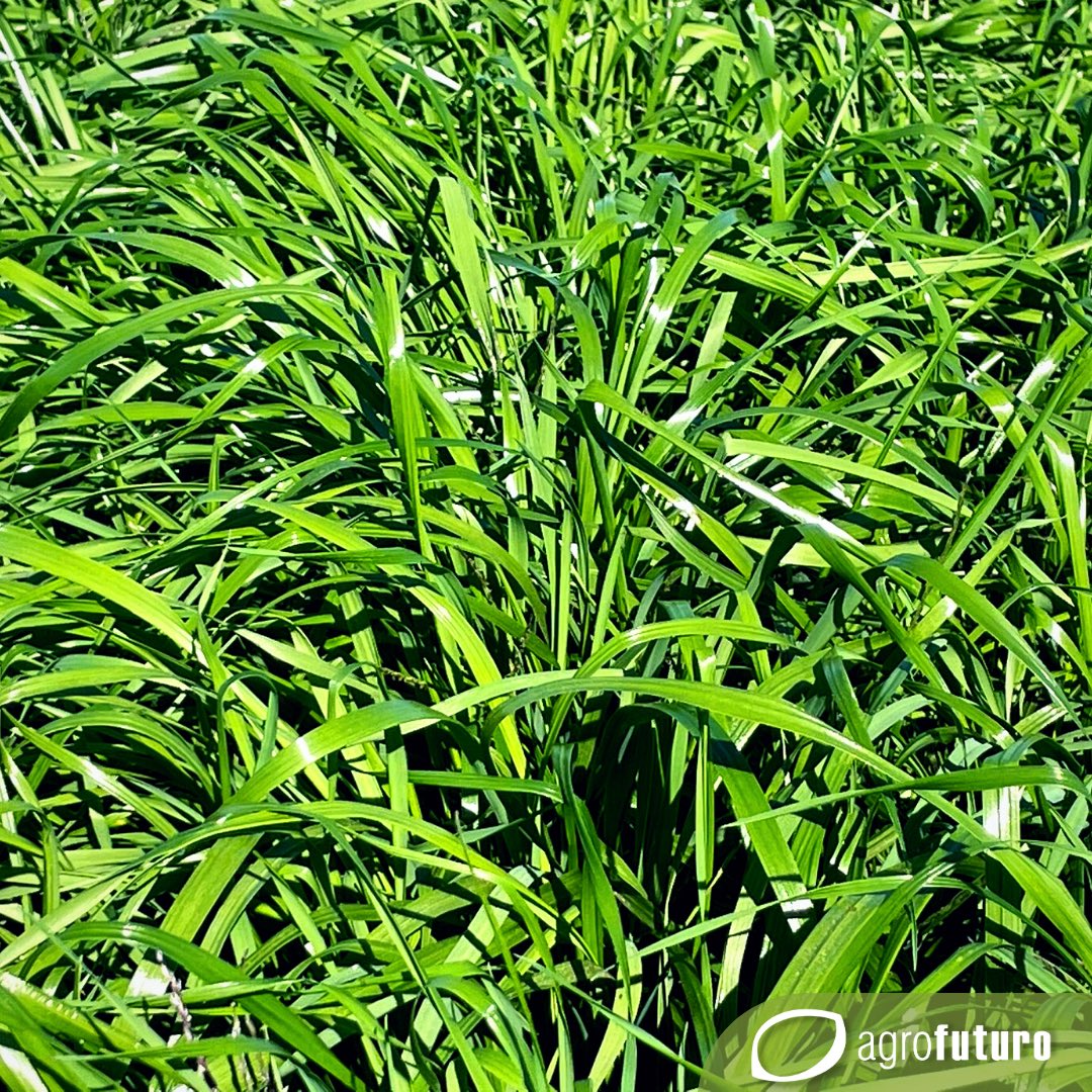 AgrofuturoSA's tweet photo. Raigrás Verdure. Sembrado el 25 de marzo; así esta hoy! 💪 🏎️ 🏁
📍La Cueva-La Paloma, Durazno.
#RaigrasesFormula1 #raigras #ganaderia #pastoreo #lecheria #verdeo #forraje #raygrass https://t.co/flSQF1D8zQ
