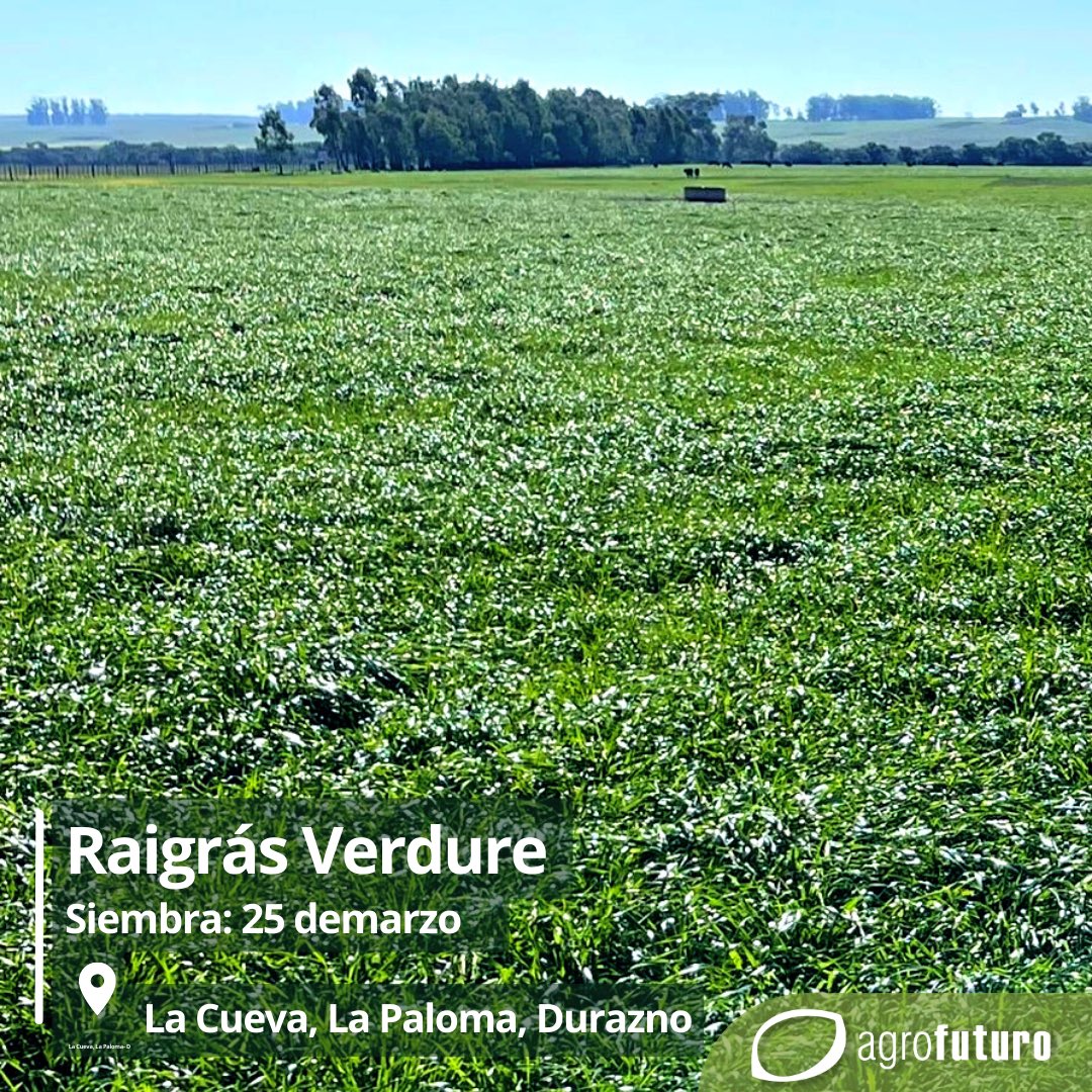 AgrofuturoSA's tweet photo. Raigrás Verdure. Sembrado el 25 de marzo; así esta hoy! 💪 🏎️ 🏁
📍La Cueva-La Paloma, Durazno.
#RaigrasesFormula1 #raigras #ganaderia #pastoreo #lecheria #verdeo #forraje #raygrass https://t.co/flSQF1D8zQ