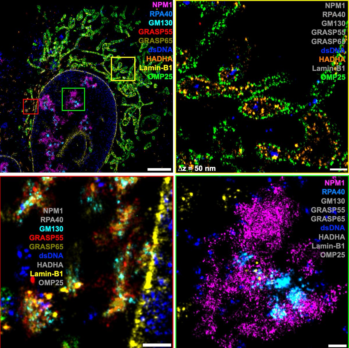 Please check out our latest work about: Unraveling cellular complexity with unlimited multiplexed super-resolution imaging. #FLASHPAINT #DNAPAINT @YaleMed @YaleCellBio @bewersdorflab biorxiv.org/content/10.110…