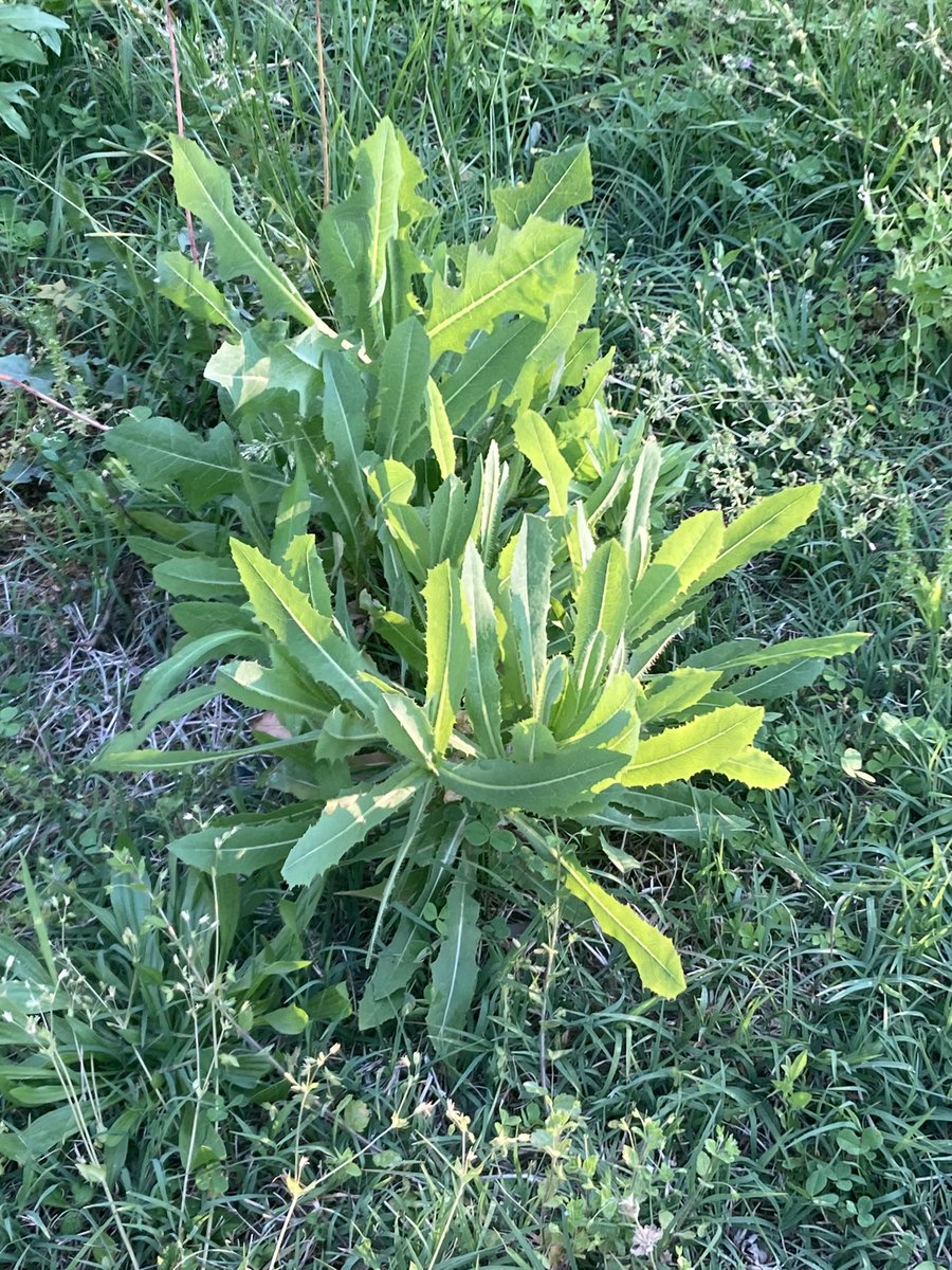 SHAAstrong's tweet photo. @BaltCitySchools seems to have stopped even mowing the grass at #SteuartHill. There’s still a month of school left. Meadows are nice and all, but could you at least cut the *thistles*? https://t.co/XOmJfHrKcc