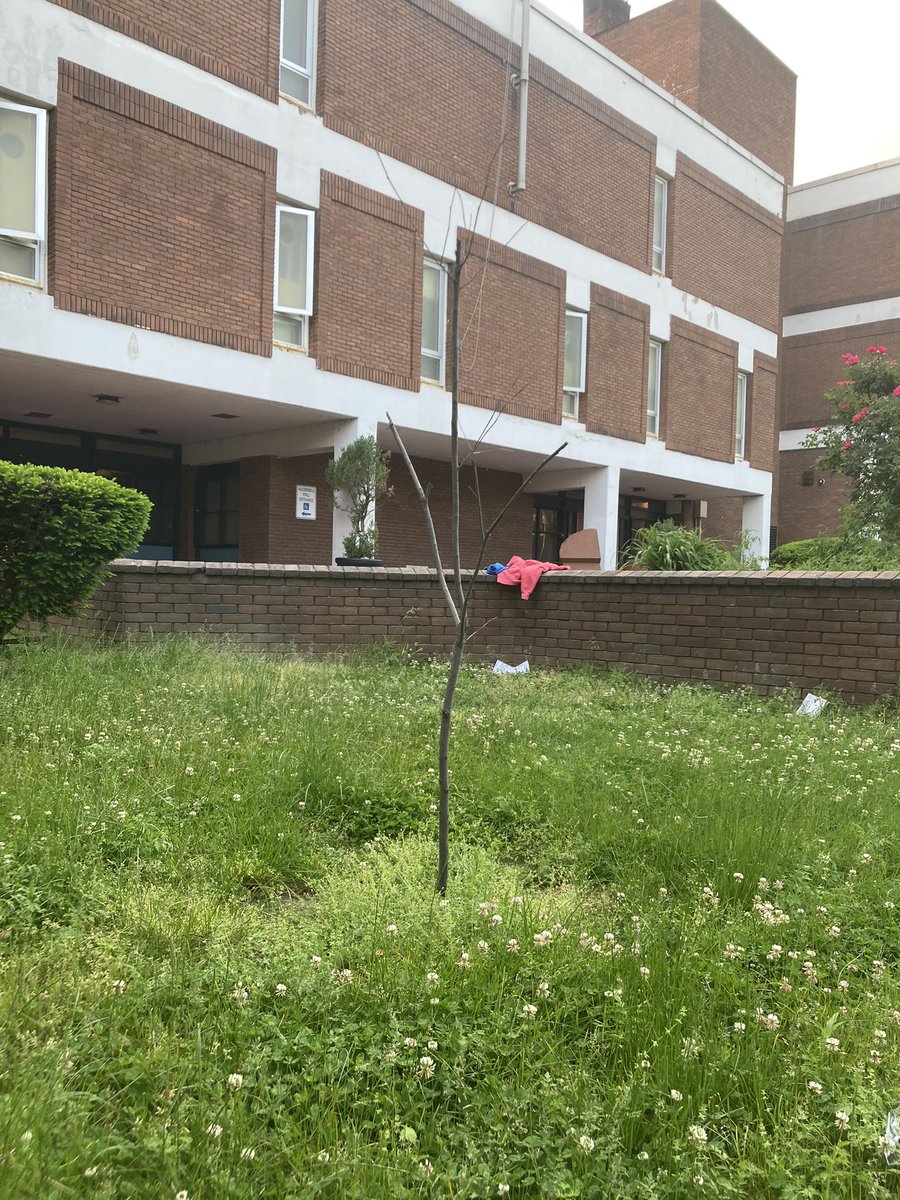 SHAAstrong's tweet photo. @BaltCitySchools seems to have stopped even mowing the grass at #SteuartHill. There’s still a month of school left. Meadows are nice and all, but could you at least cut the *thistles*? https://t.co/XOmJfHrKcc