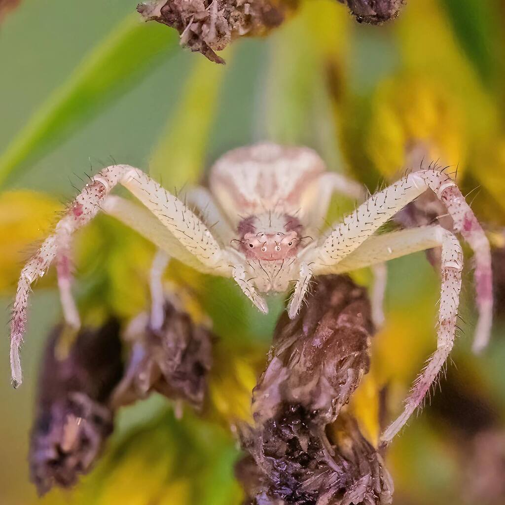 I love crab spiders! They're a challenge because they see you coming and hide. #thomisidthursday This was one of about 20 that I saw hanging out in some random field of goldenrod behind a hotel while teaching for @huntsphotovideo @sigmaphoto 105mm macro art #macro #macro_…